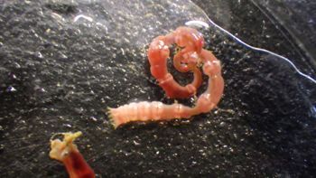 Media type: image;   Invertebrate Zoology 153142 Description: live specimen;